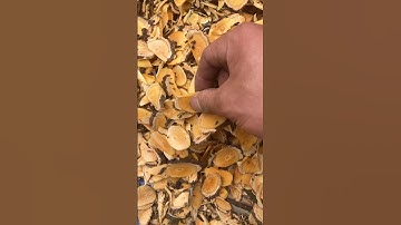 Hoạt huyết đằng, thuốc quý hoạt huyết tăng cường tuần hoàn máu,ngừa tai biến,sinh lý kém