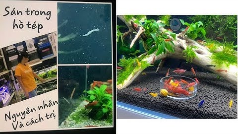 Sán trong hồ tép - Nguyên nhân và cách trị