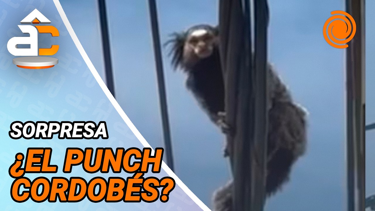 El MONO TITI trepado a los cables y árboles revolucionó un barrio de Córdoba: así fue el rescate