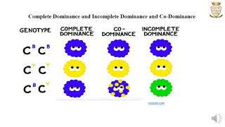 Dominance, Multiple Alleles, Lethal Allele, Pleiotropy, Epistasis and Polygenic inheritance