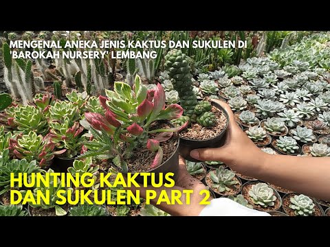 Video: Agave Biru (34 Foto): Apakah Itu Kaktus Atau Bukan? Bagaimana Tanaman Itu Terlihat Dan Tumbuh?