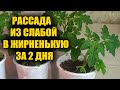 Рассаду не узнать за 2 дня стебель у рассады жирный и крепкий!