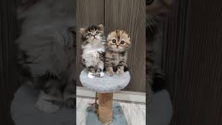 Как приучить кота к когтеточке: хитрости, которые работают! 😼🔧