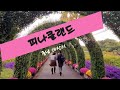 피나클랜드♡가을국화축제♡아산시