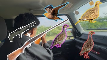 Teetar & Sand Grouse Hunting + Cooking 2025 | Real Shikar Adventure | PCP Airgun & Shotgun