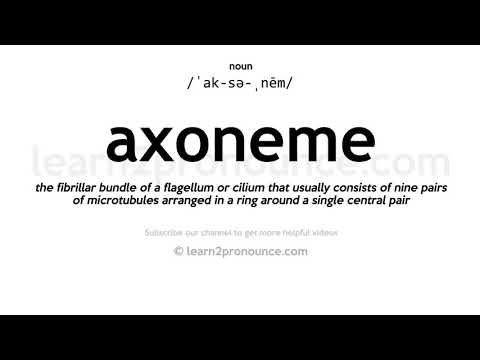 Произношение осевая нить хромосомы | Определение Axoneme