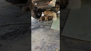엄마랑 지내고시픈 셋째#엄마 껌딱지#강아지 #동물농장강아지 #귀여워