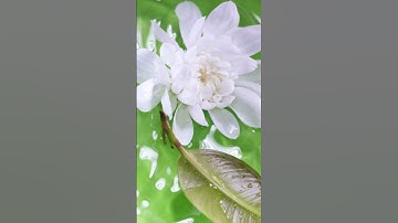 Surah Al Imran Muhammad Al-Sabil سورة آل عمران محمد السبيل #اكسبلور #duet #nature #ترند