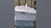 Apis mellifera на пасеке Григория