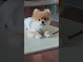 #강아지#주말#고양이#휴식#간식은늘옆에#귀요미#잠이와