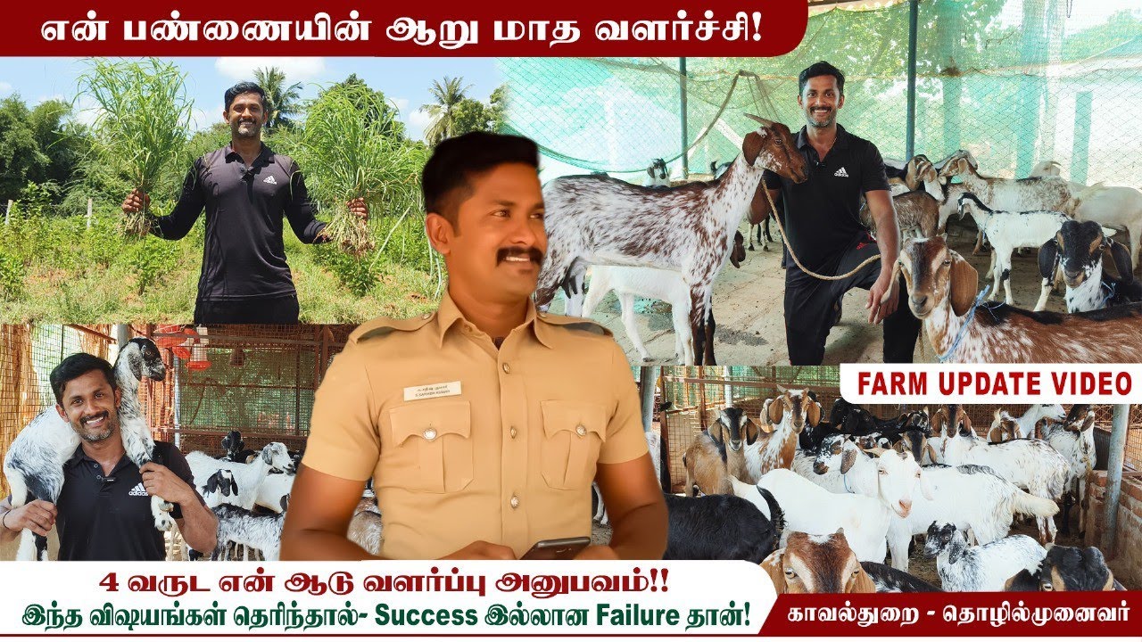 🐐ஆடு வளர்ப்பில் இந்த Mistakes பண்ணாதீங்க 💯| தேர்வு முதல் விற்பனை வரை| Sivam goat farm.