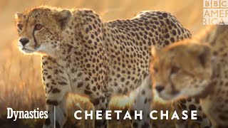 Dynasties II | Cheetah Chase | Watch on BBC America