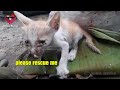 Poor homeless kitten, abused by humans, I cried when I heard this story/ Animal's My Love