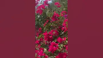 Can T Believe It Bougainvillea Shorts Florida Remix 