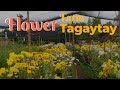 Flower Farm in Tagaytay! mga  pang Landscaping at pang Flower arrangement na sobrang mura