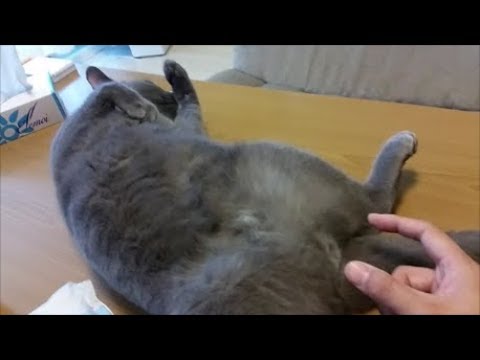 灰色猫のち〇ち〇をツンツンしよう！(自主規制あり) - YouTube