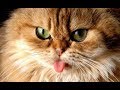 飼い猫二匹の仲が悪い！！猫同士を仲良くさせる方法と原因を探ろう！ - Japan Pets