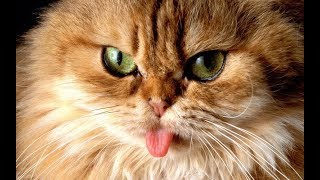 飼い猫二匹の仲が悪い！！猫同士を仲良くさせる方法と原因を探ろう！ - Japan Pets