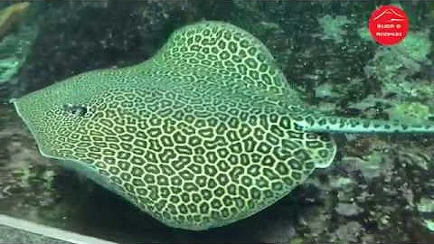 Океанариум Япония  Дельфины  Касатки  Морские львы
