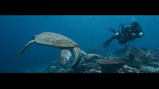 Explore Surreal Underwater Adventures & Hidden Marine Wonders! 🌊🐠 | #Malaysia #sponsoredpost