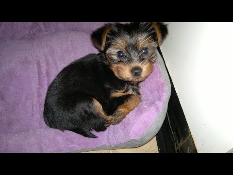chiot qui hurle a la mort 2 | Doovi chiot qui hurle a la mort 2 | Doovi