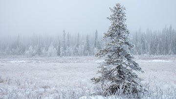 Peaceful Christmas Carols, Soft Holiday Christmas Music "Peaceful Christmas Forest" by Tim Janis