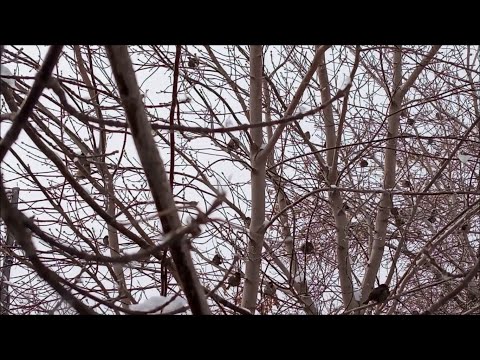 ВОРОБЬИ ЗАПЕЛИ, к скорой капели! Многоголосый ВОРОБЬИНЫЙ Хор! Весна скоро! Щепка лезет на щепку!