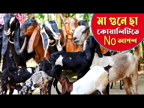 সফল উদ্যোক্তাদের প্রথম পছন্দ হাই কোয়ালিটি হাই ক্রস | Goat Farm in Bangladesh