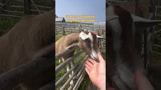 Fortress Louisbourg #stepbackintime #funforkids #summeradventures #historybrickscbns
