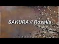 Rosala  sakura english lyrics  letra