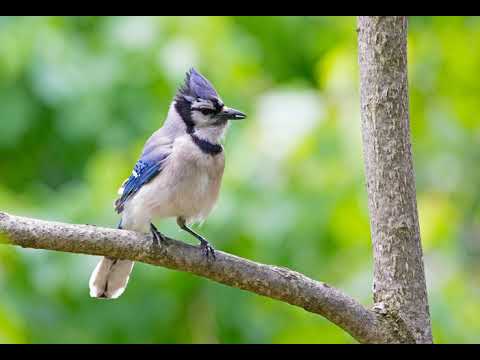 Blue Jay Bird Singing Sounds - 1 Hour (Bird-attracting, Nature, White-noise, Study, Meditation)