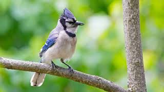 Blue Jay Bird Singing Sounds  1 Hour (Birdattracting, Nature, Whitenoise, Study, Meditation)