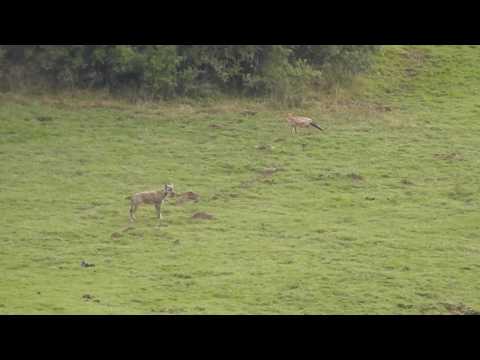 Italian Wolf attacks Fox!