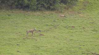 Download Lagu Italian Wolf attacks Fox! MP3