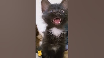 black cat viral video 😺 reaction 🤣 #cat #viralshorts #funny #shorts #youtubeshorts