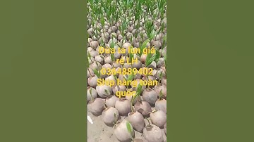 dừa ta lùn giá rẻ LH cây giống hoàng xuân chuyên sỉ lẻ các loại cây giống 🌴