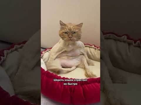 Стричь или не стричь кошку летом? 🙀🙀🙀