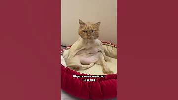 Стричь или не стричь кошку летом? 🙀🙀🙀