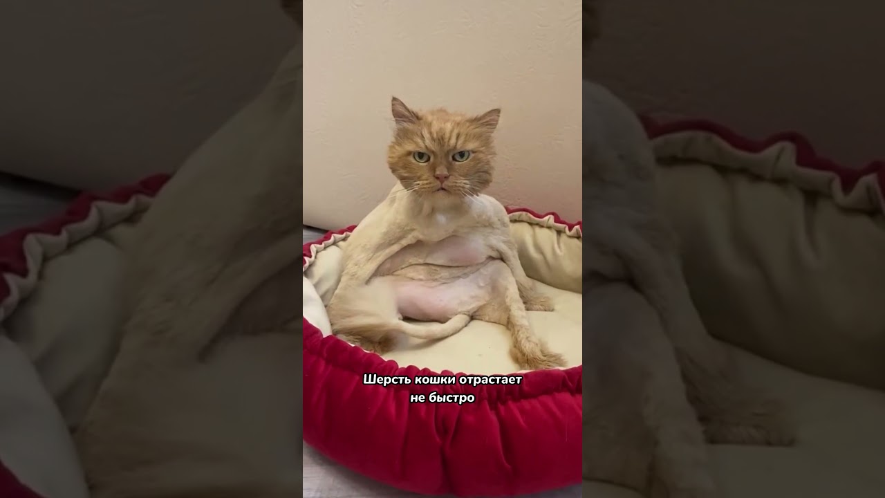 Стричь или не стричь кошку летом? 🙀🙀🙀