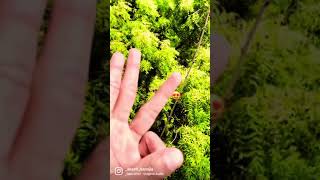 Download Lagu Loadiing filter trending video #shorts #trending #loadingfilter MP3