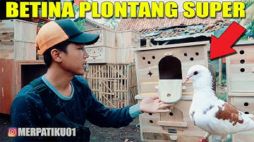 PAGUPON MERPATI KECE tapi MURAH
