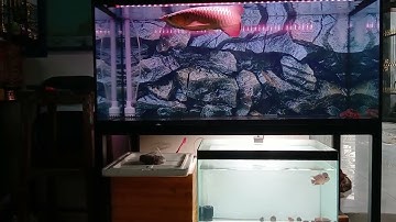 Ngắm cá rồng huyết long và cá la hán kamfa f3 2 tone