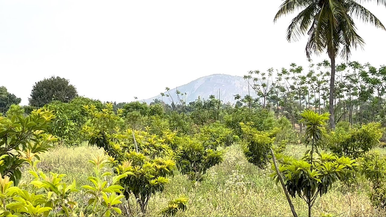 Best Places To Buy Farm Land Near Bengaluru North. Agricultural Land