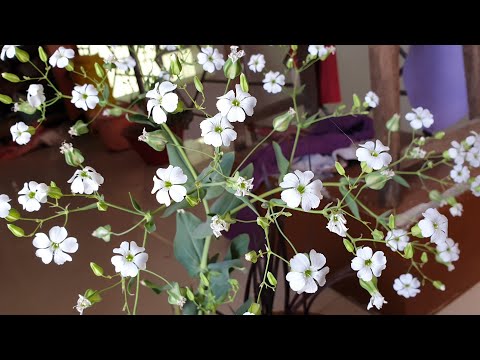 Bouquet Flower - Gypsophila Plant Care || How to Grow and Care Gypsophila Plant