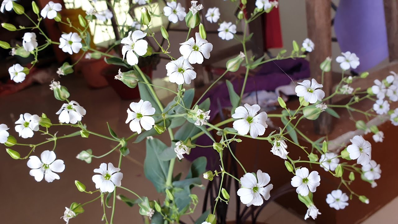 Bouquet Flower Gypsophila Plant Care How to Grow and Care
