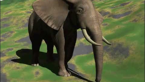 elephant walk cycle animation