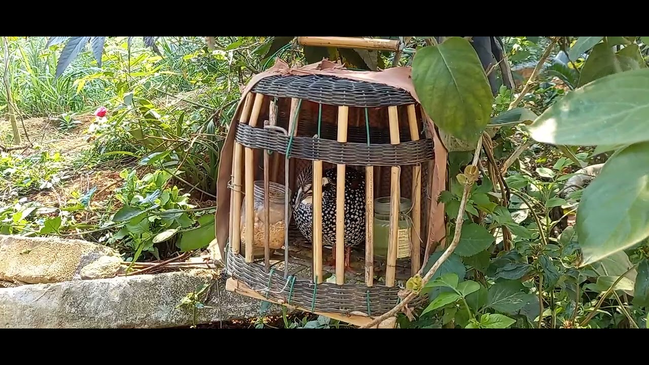 Đa đa gáy mùa xuân kích bổi nhanh gáy phần 9