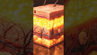 Human Digestive System Explained 🤯 | How Food Travels Inside Your Body 🧬 #Shorts