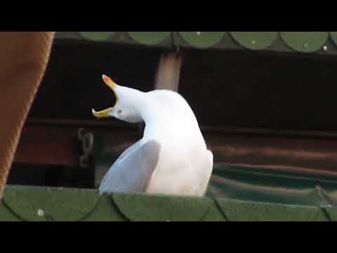 ШКОЛ😳ЧТО ЭТО ТАКОЕ😱😱