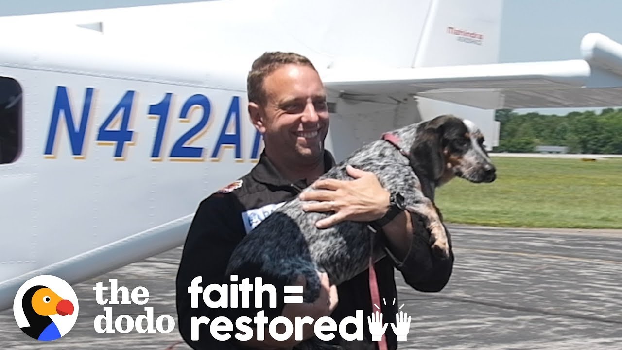 These Rescue Dogs Are About To Be Adopted By Veterans The Dodo Faith